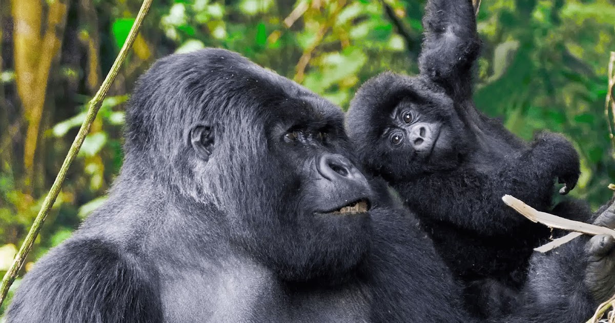 A complete itinerary of an 11-day gorilla trek with visiting tourist places in Uganda and Rwanda tourist places in Rwanda, gorilla trekking Rwanda