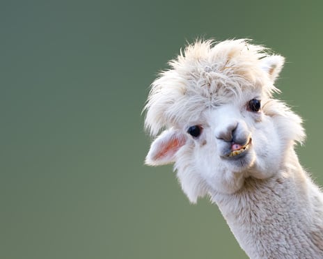 Alpaca - zdjęcia stockowe i więcej obrazów Humor - Humor, Zwierzę, Lama - Camel Family - iStock