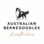 bernedoodle sydney