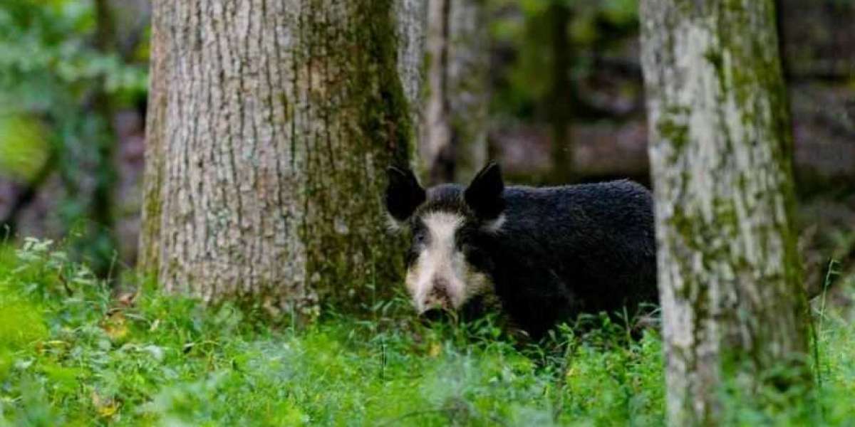 What Are The Qualities Of Texas Hog Hunting Ranches?