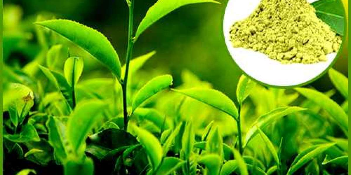 Green Tea Extract Market value of around US$ 4.6 Bn as of 2033