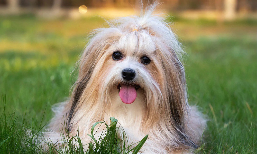 Get To Know The Cute Toy Dog Breed — Havanese! | by Cindys Havanese | Mar, 2023 | Medium