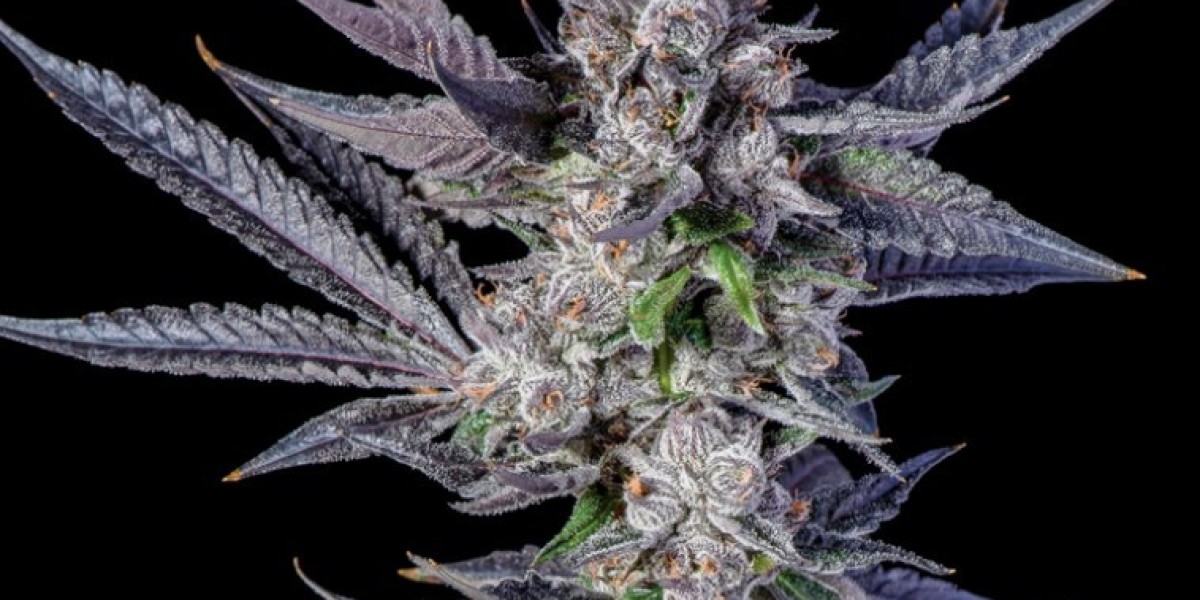 White Runtz: The Sweet and Potent Hybrid Strain You Need to Try