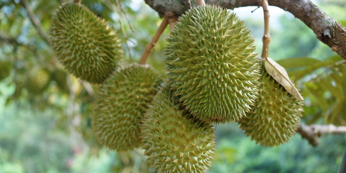 Why Durian XO Is the Must-Try Fruit of the Season