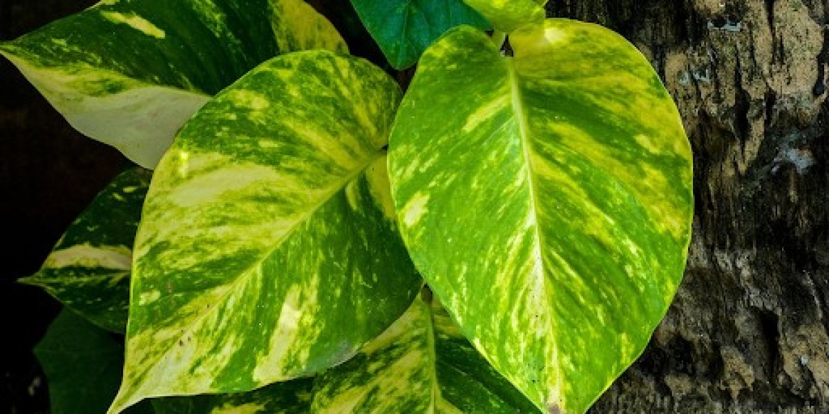 Epipremnum Aureum: The Resilient and Beautiful Houseplant for Every Home