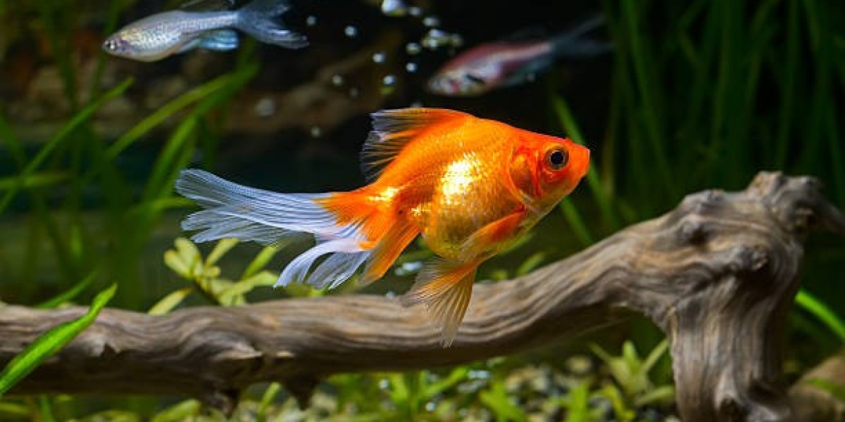 The Wonder of Carassius auratus: Unveiling Goldfish's Scientific Name