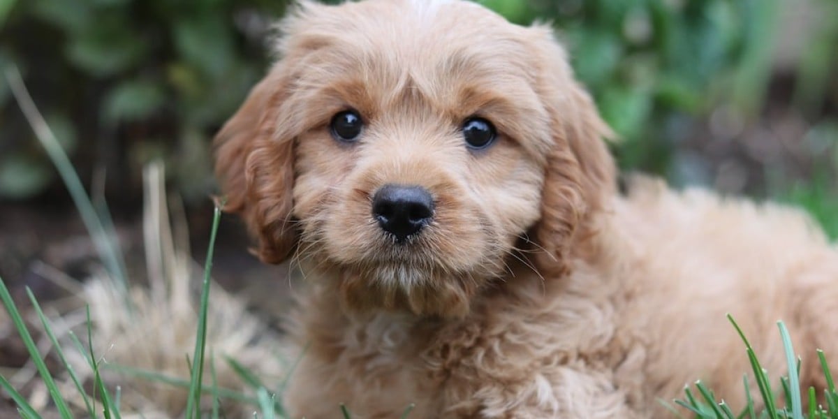Puppy Training 101: Essential Tips for a Well-Behaved Cavapoo Companion