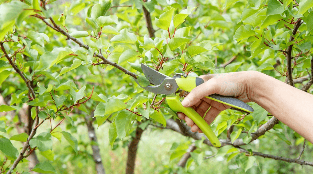 Expert Tips and Techniques of Tree Pruning for Beautiful Trees