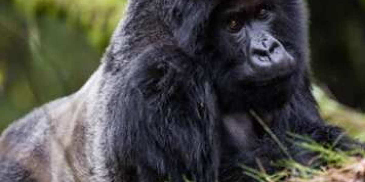 Immerse Yourself in a 3 Day Gorilla Trekking Adventure