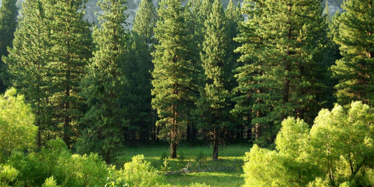 Conifer Tree Care