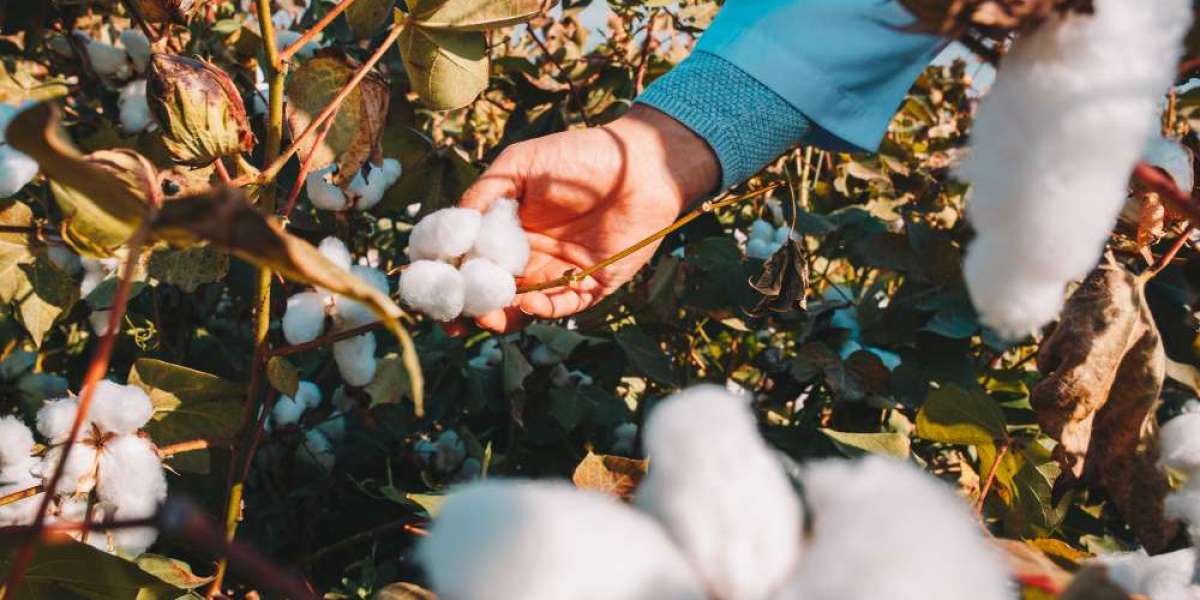 Is Ice Cotton Price Today a Reliable Indicator for Traders?