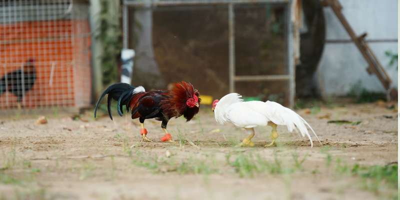 Đá Gà Trực Tiếp - Tổng Hợp Kinh Nghiệm Soi Kèo Thắng Lớn