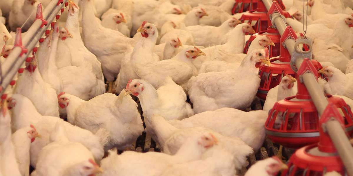 The Hidden Horrors of Factory Farm Animal Cruelty