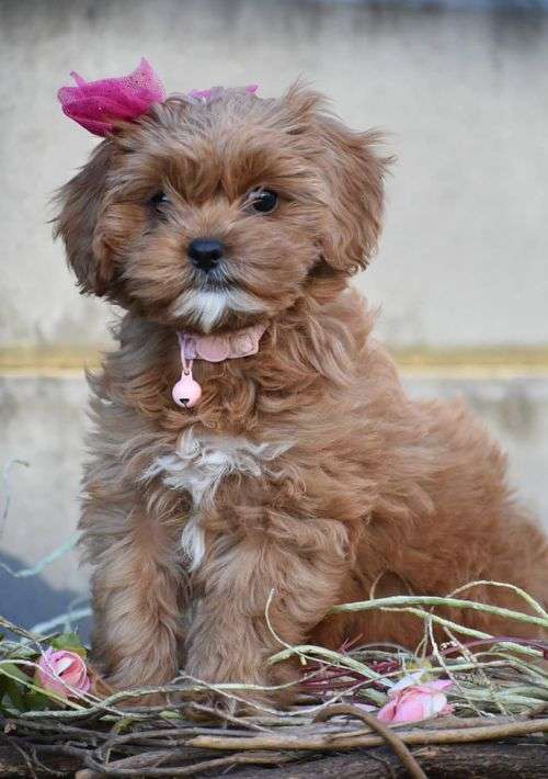 Cavoodle breeders