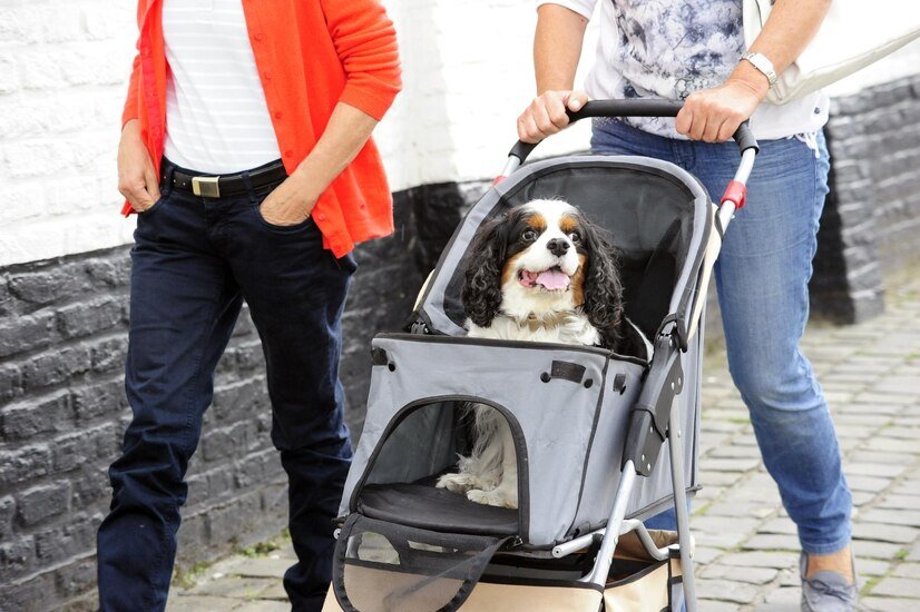 Everything You Need To Know About Puppy Stroller Safety | CNN Update