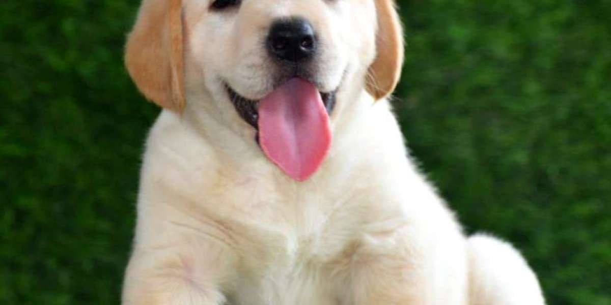 Exploring Labrador Retriever Puppies for Sale in Lucknow: Your Guide to Choosing a Furry Companion