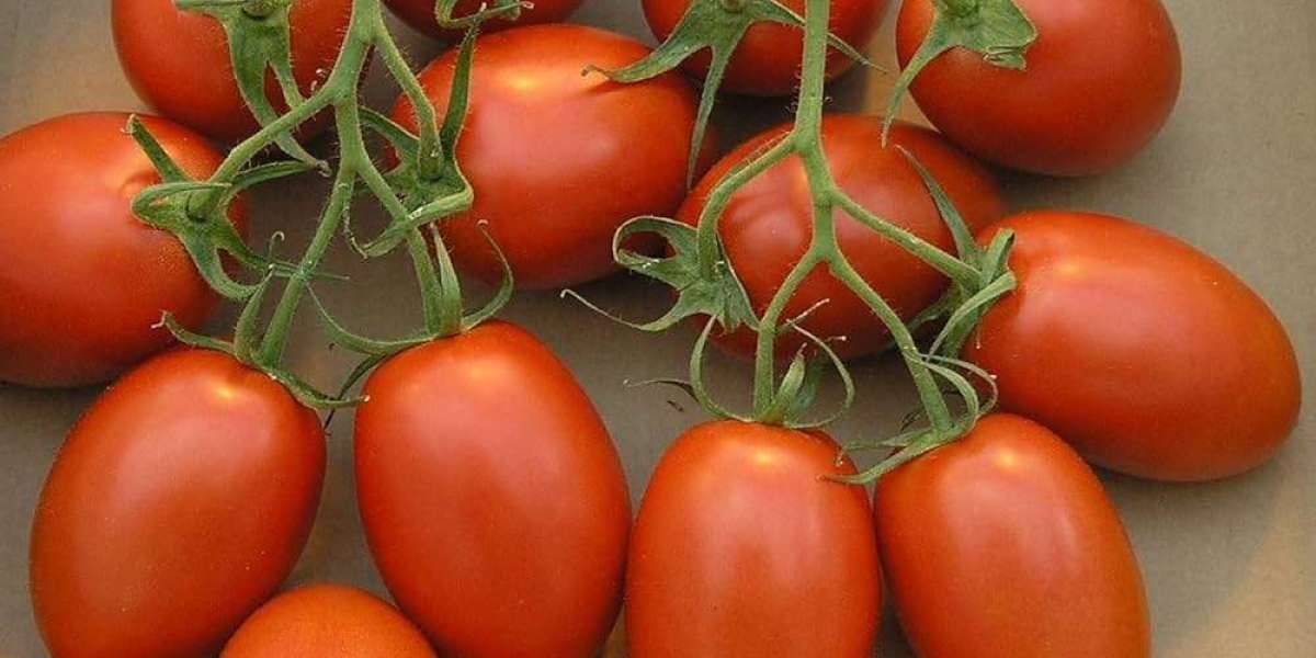 Tomato Seed Market Analysis, Growth, Share, and Research Report 2024-2032