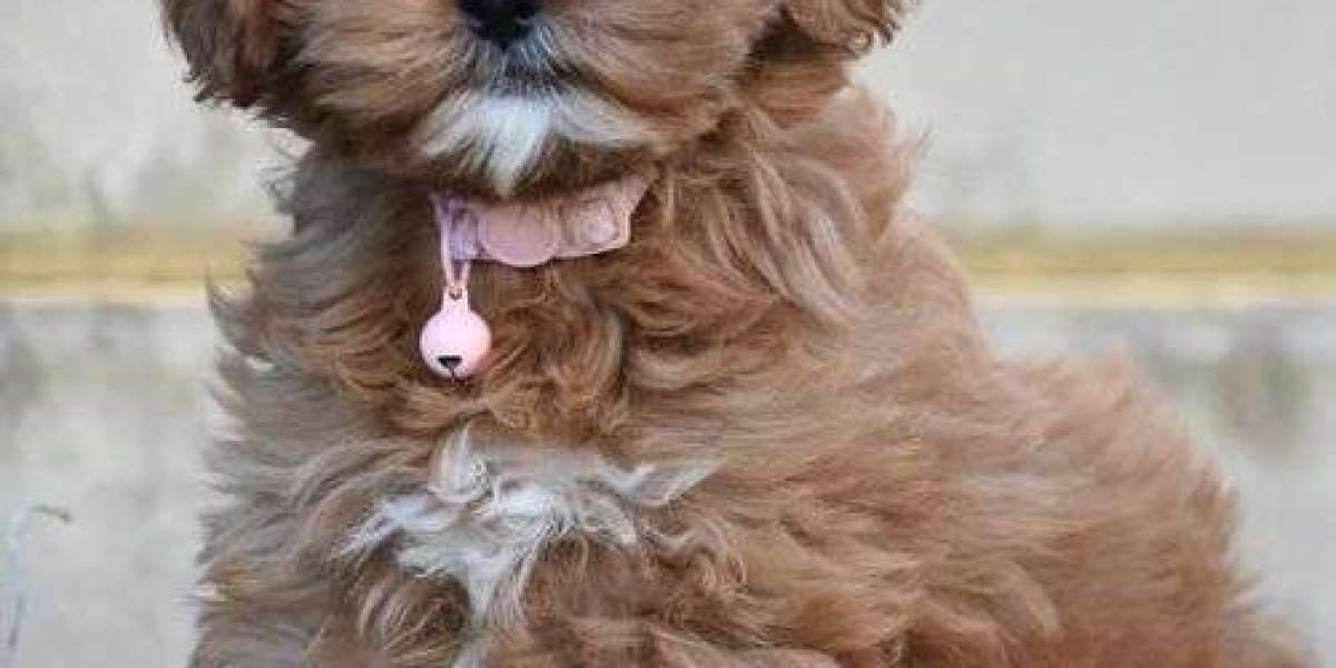 Unveiling the Charm of Cavoodle Puppies: A Guide to Finding Trusted Cavoodle Breeders at Oodle Life