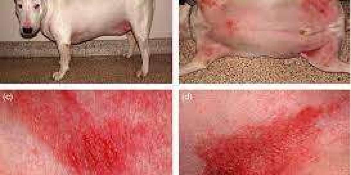 Canine Atopic Dermatitis Market Share Analysis, Trends, Growth Report, Forecast and Research 2028