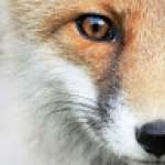 i Fox