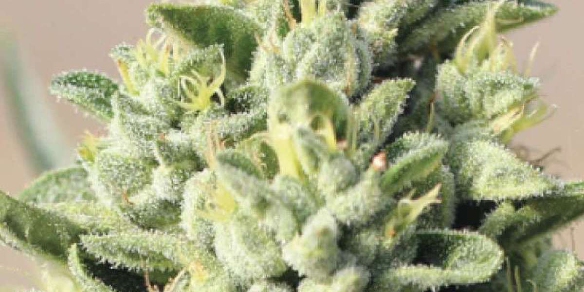 Get the Best Island Twist Cannabis Seeds