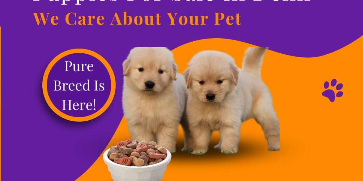 Toy Poodle Puppies | Teacup Poodle For Sale