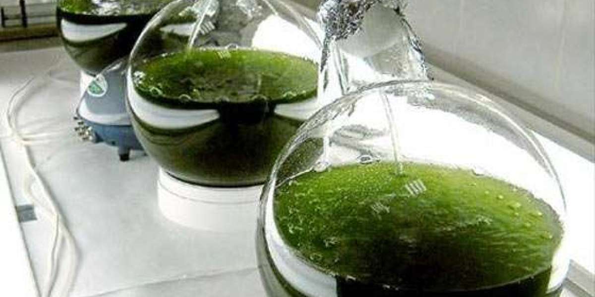 North America Microalgae-Based Products Market Research Growth Report Forecast to 2028
