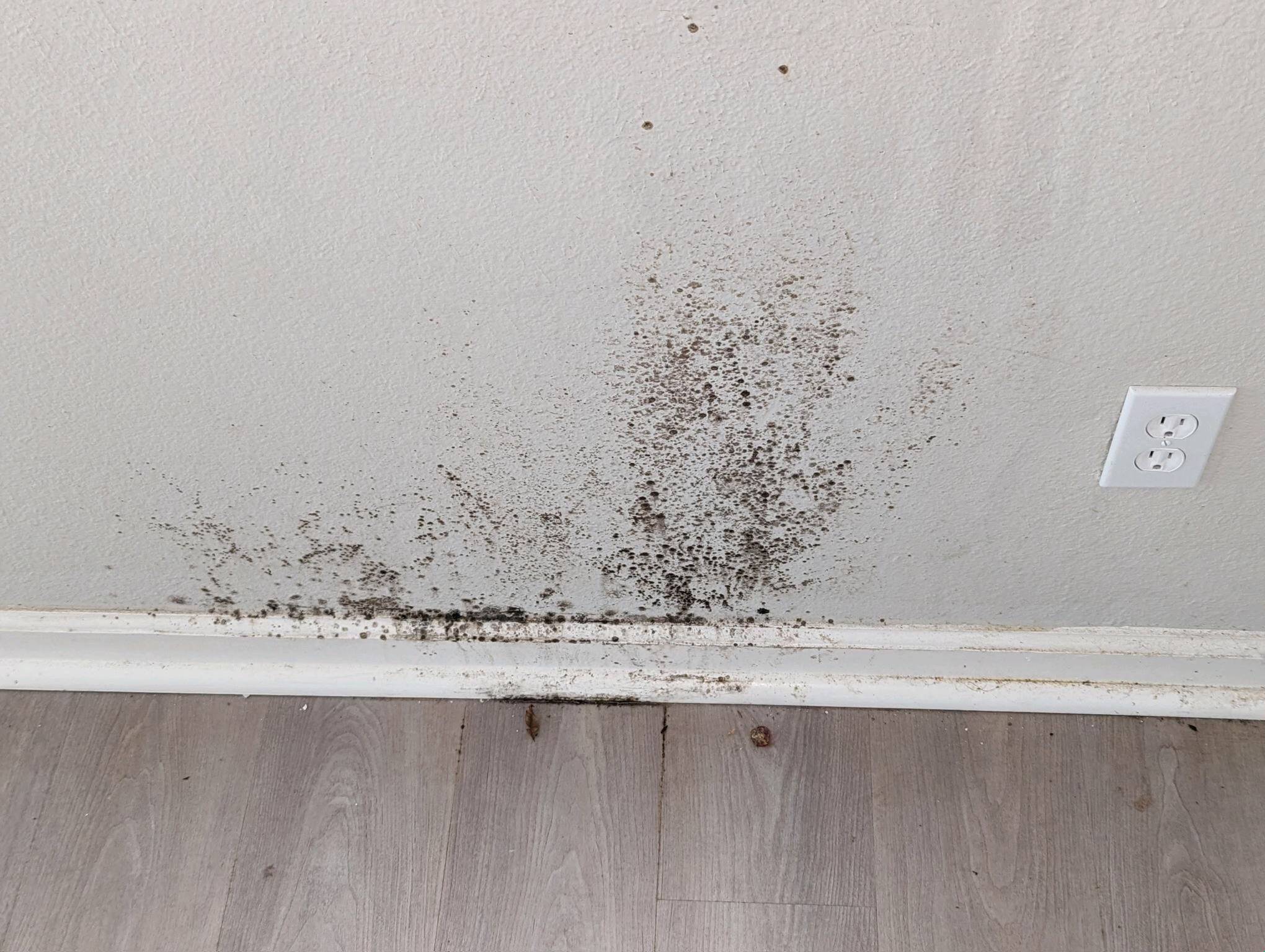 The Science of Spores: Understanding Mold Growth and Health Implications