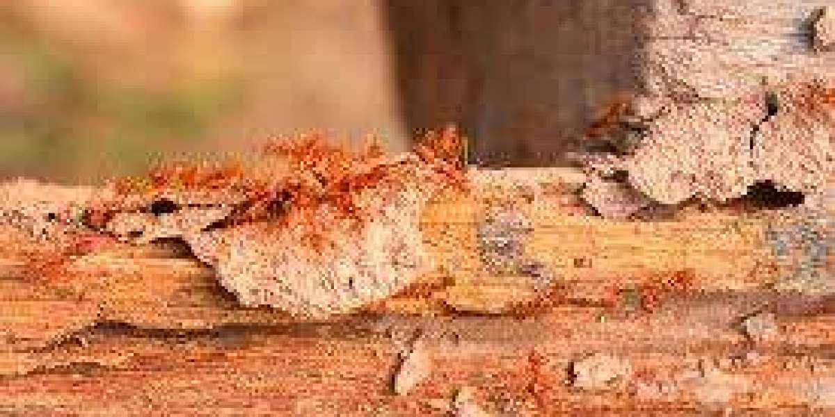 Expert Wood Destroying Insects Inspection Services by Kreshco Pest Control in Ohio