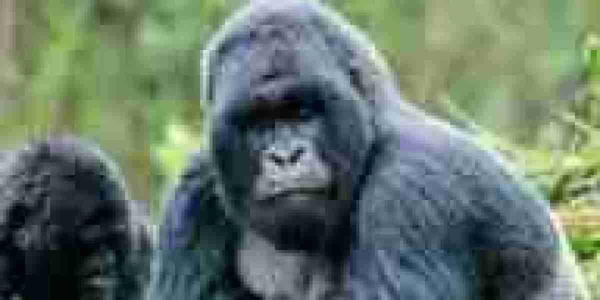 The gorilla families of Bwindi Impenetrable National Park