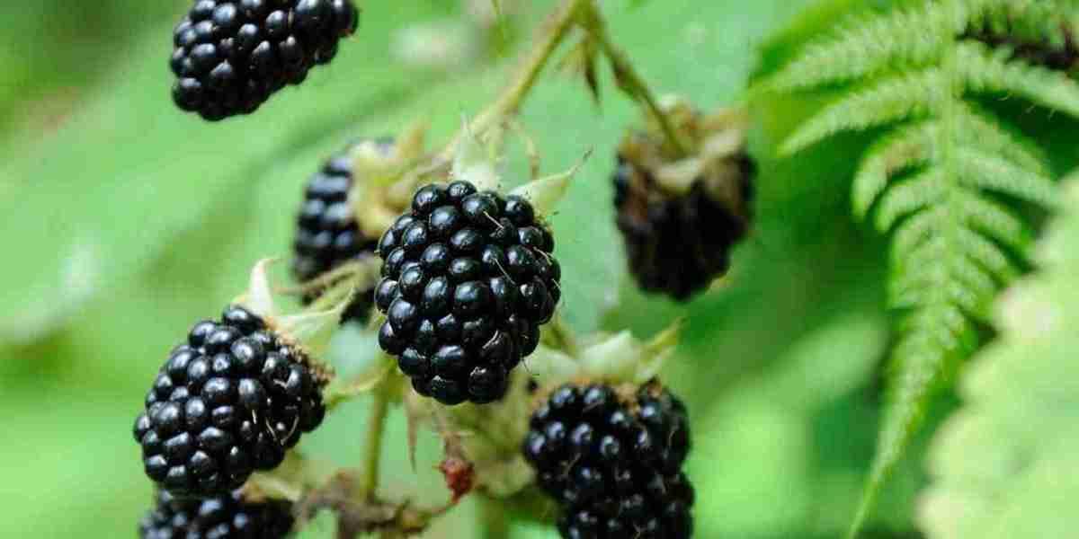 Blackberry Processing Plant Project Report 2024, Setup Details, Machinery Requirements and Cost Analysis