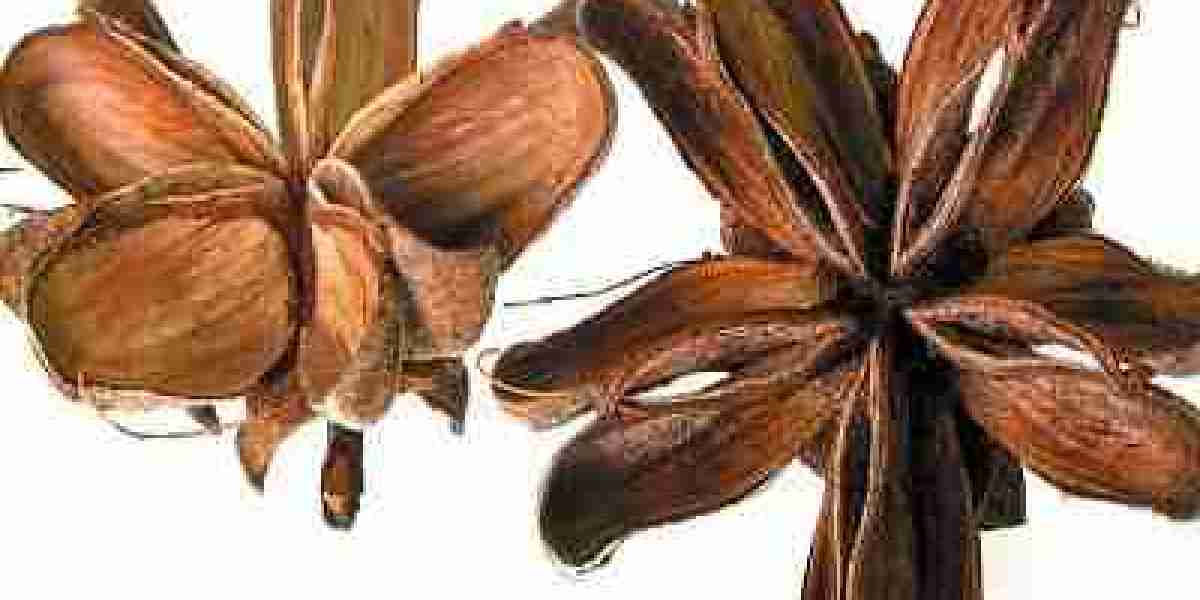 Global Quillaia Extract Market 2023 | Industry Outlook & Future Forecast Report Till 2032