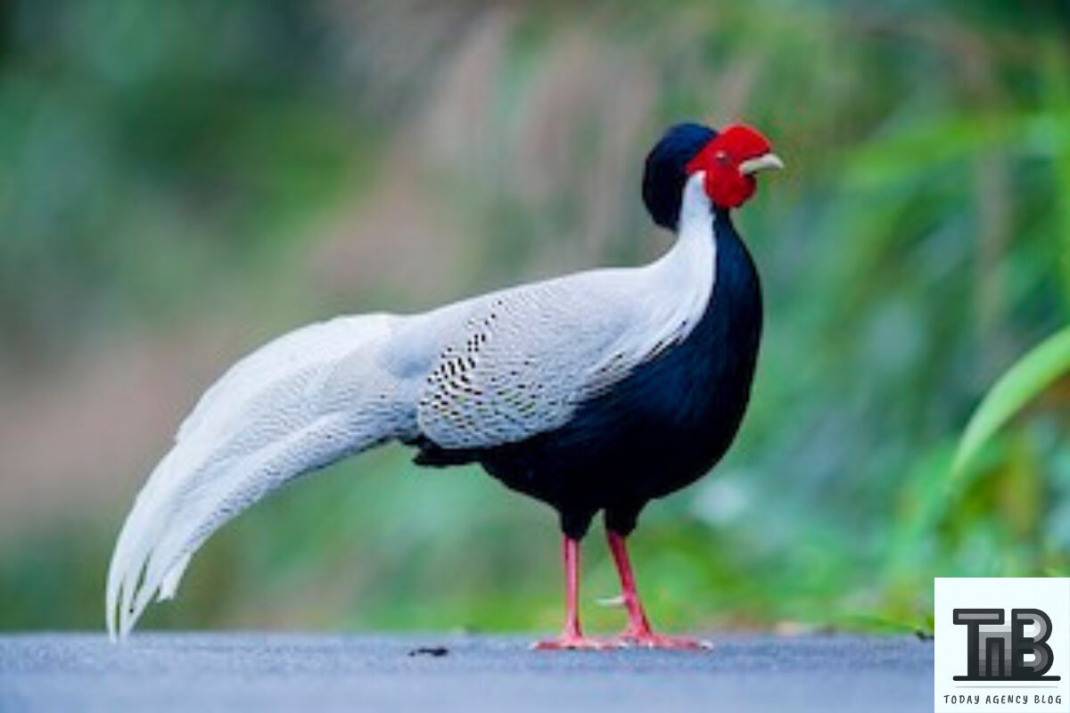The Majestic Silver Pheasant 8+ Qualities - Today Agency Blog