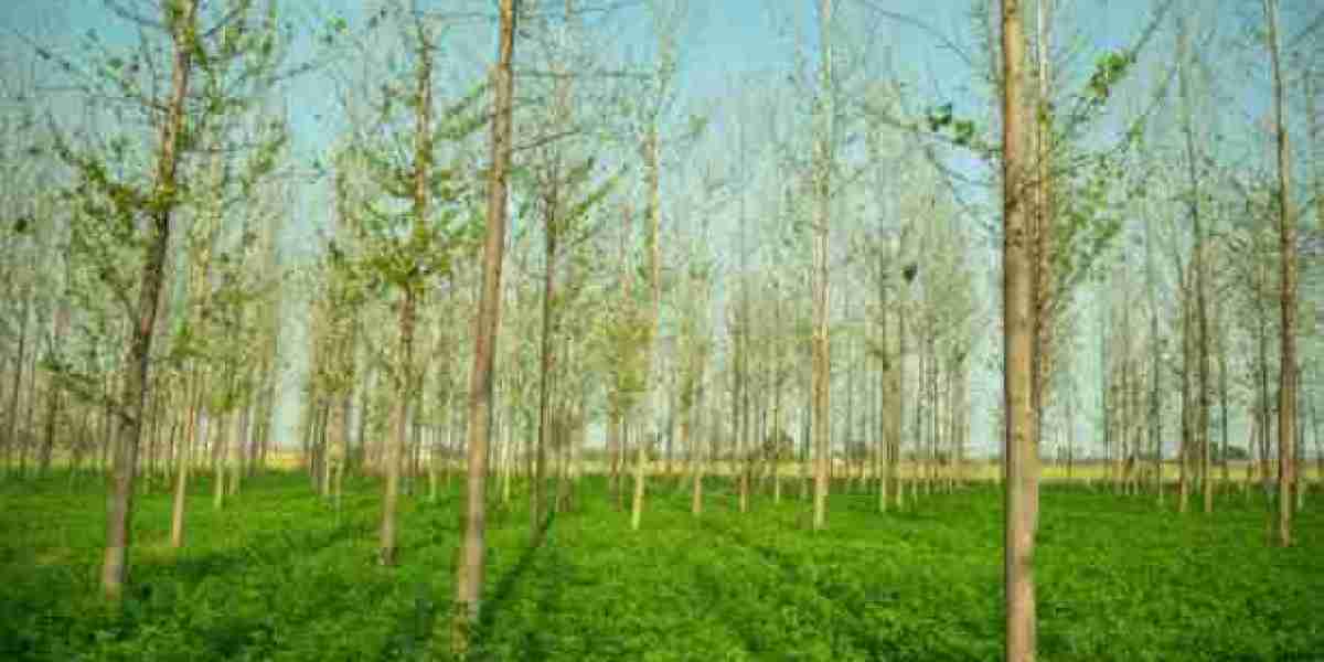 Agroforestry Market Share, Application Analysis, Regional Outlook, Competitive Strategies & Forecast up to 2024 – 20