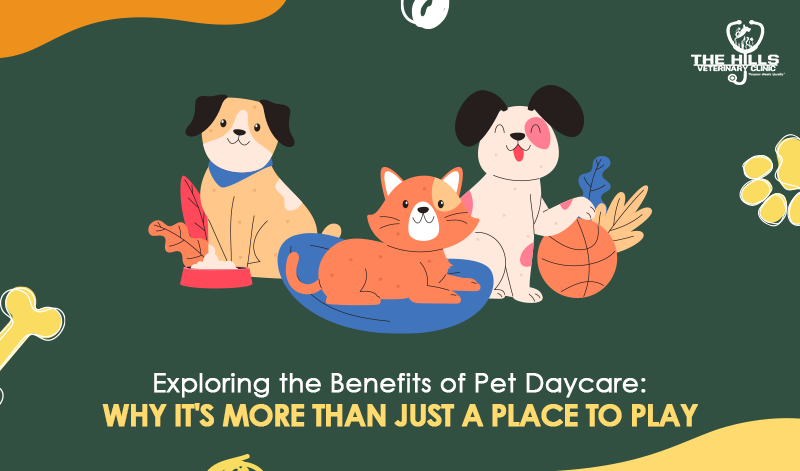 Exploring the Benefits of Pet Daycare | The Hills Vet