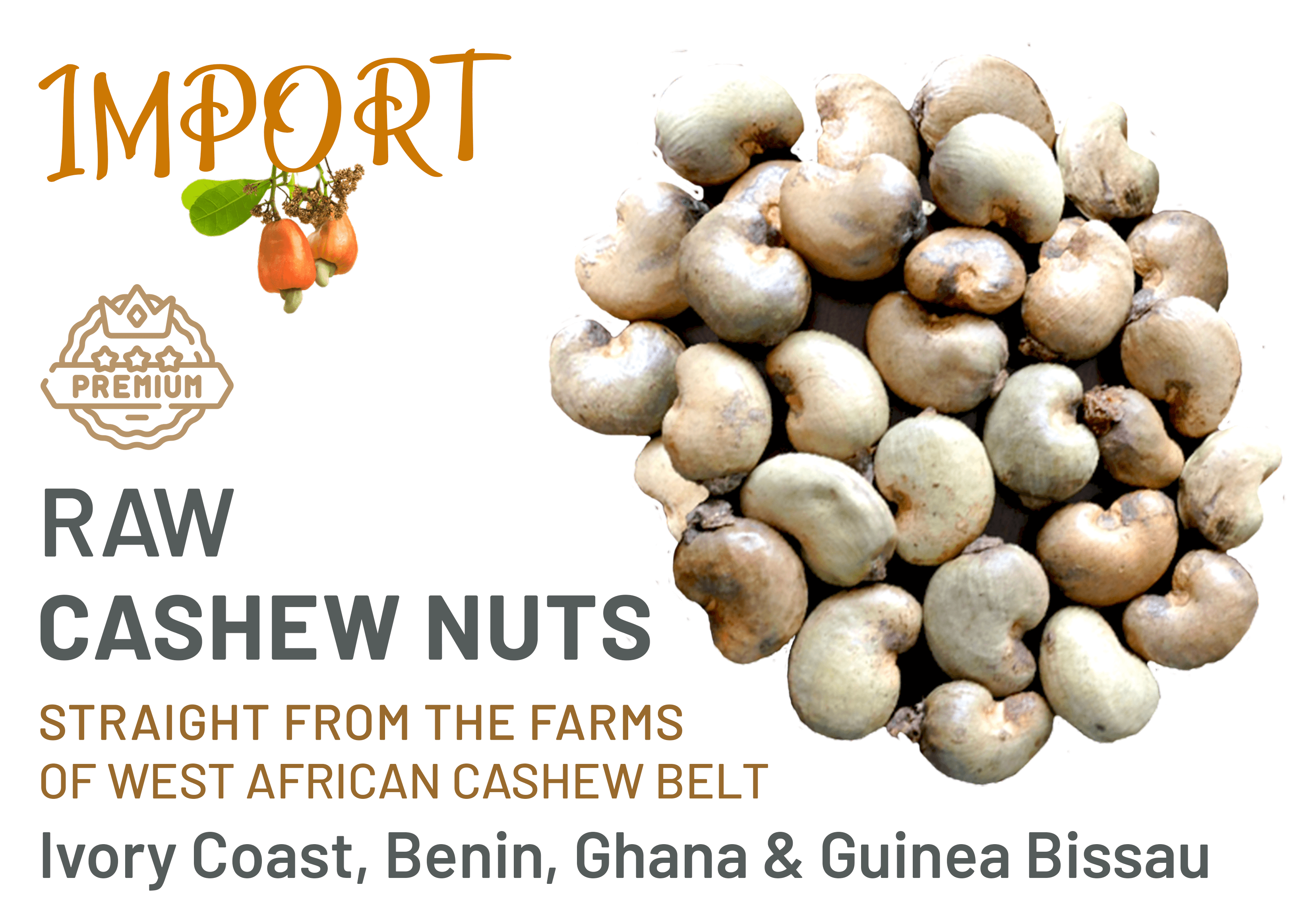 Raw Cashew Nuts and RCN Importers - Mudra Global