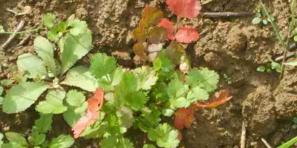 Cilantro Leaves Turning Red: Reasons and Fixes
