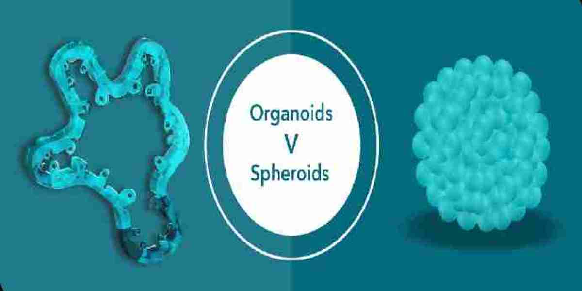 Organoids And Spheroids Market Size, Share, Growth, Opportunities and Global Forecast to 2032