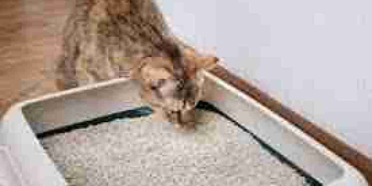 Cat Litter Market Insights, Status And Forecast to 2031