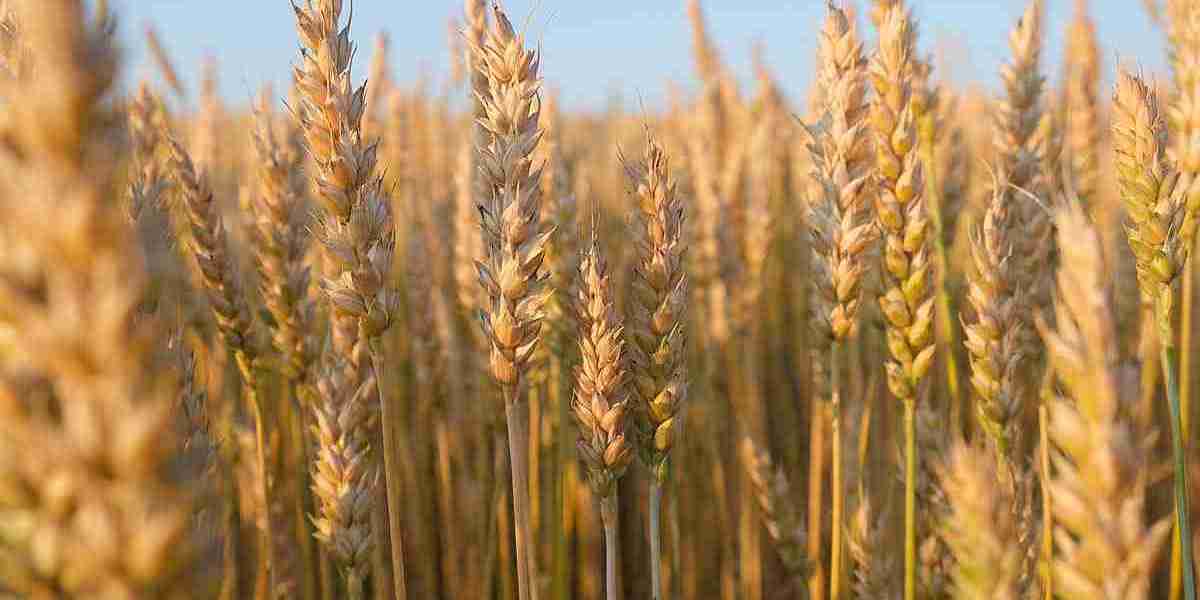 North America Wheat Protein Market is set for a Potential Growth Worldwide: Excellent Technology Trends with Business An