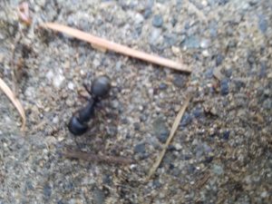 Extermination Exterminators Seattle Small Tiny Ants Control Removal Spraying Kill Service - Am Pm Exterminators