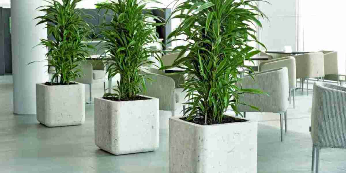The Rising Popularity of Artificial Plants in Dubai: A Fusion of Elegance and Practicality