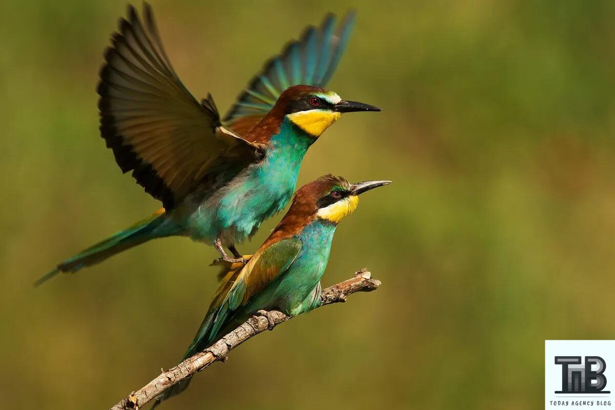 5 Incredible Features of Birds Mating - Today Agency Blog