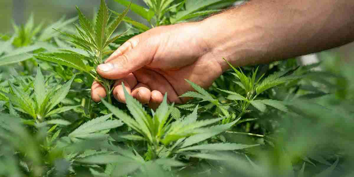 Pros and Cons of Indoor vs Outdoor Cannabis Growing Methods