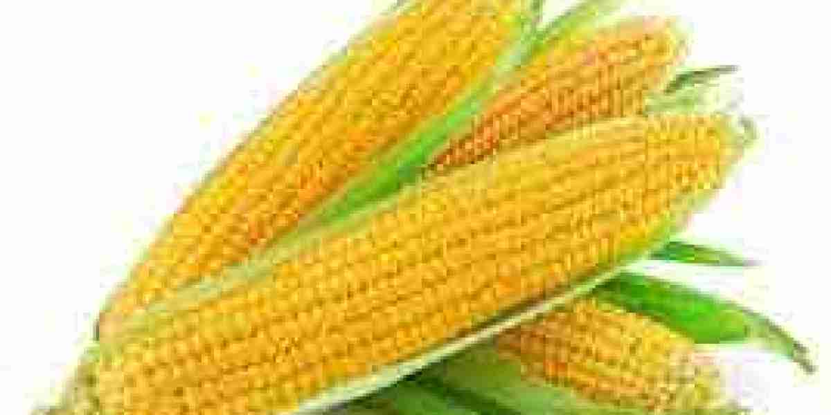 Maize (Corn) Prices Trend, Pricing, Database, Index, News, Chart, Forecast
