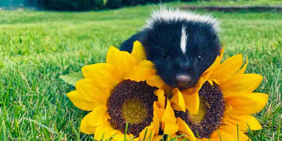 The Spiritual Meaning of Skunk: Embracing Transformation and Self-Respect