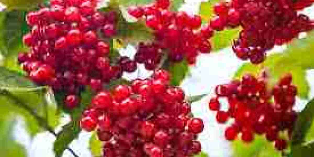 Red Berries Market 2023 Size, Dynamics & Forecast Report to 2032