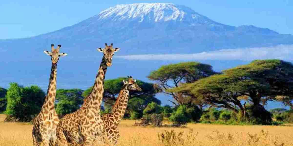 More Than Just a Flight: Safarilines Curates Your Tanzania Adventure