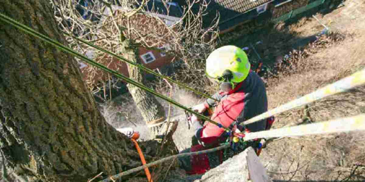 Unveiling Excellence- Arborist Expert Tree Services in Calgary