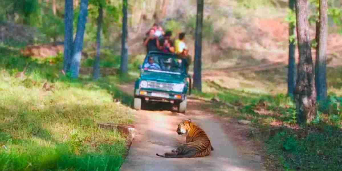 Discover the Unforgettable Wildlife Safaris of Ranthambore, Kaziranga, and Sundarbans in India